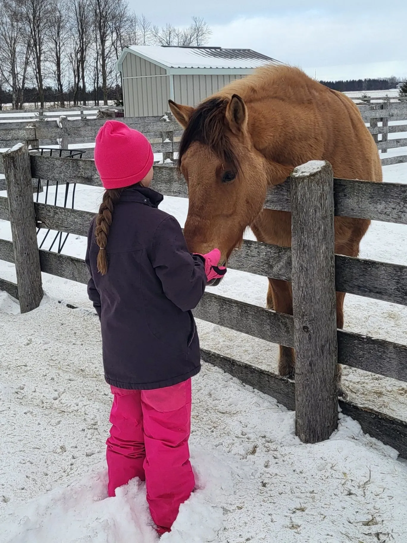 A child in pink winter gear greeting a horse over a snowy fence